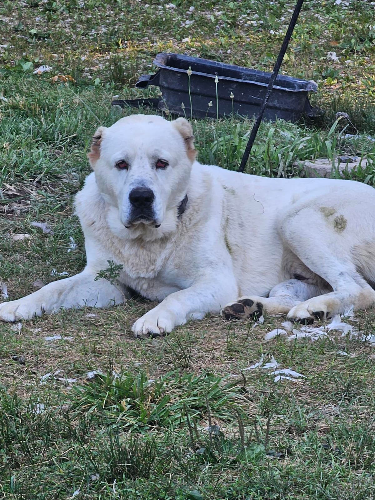 Central Asian Shepherd Dog Puppies breeder image 4