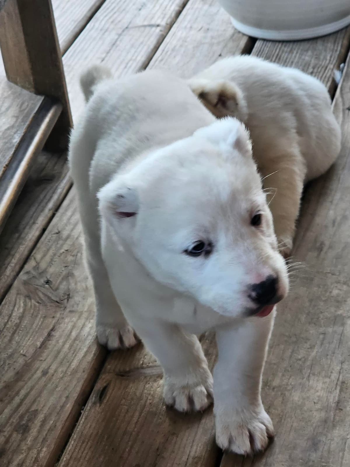 Central Asian Shepherd Dog Puppies breeder image 5