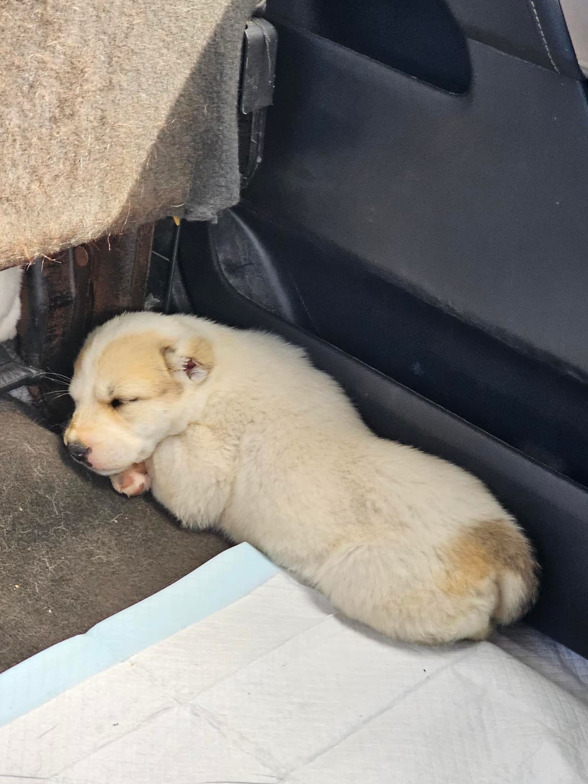 Central Asian Shepherd Dog Puppies breeder image 7