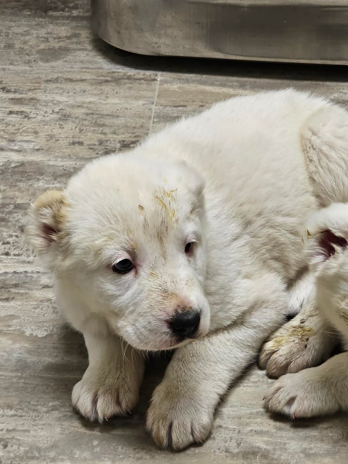 Central Asian Shepherd Dog Puppies breeder image 8