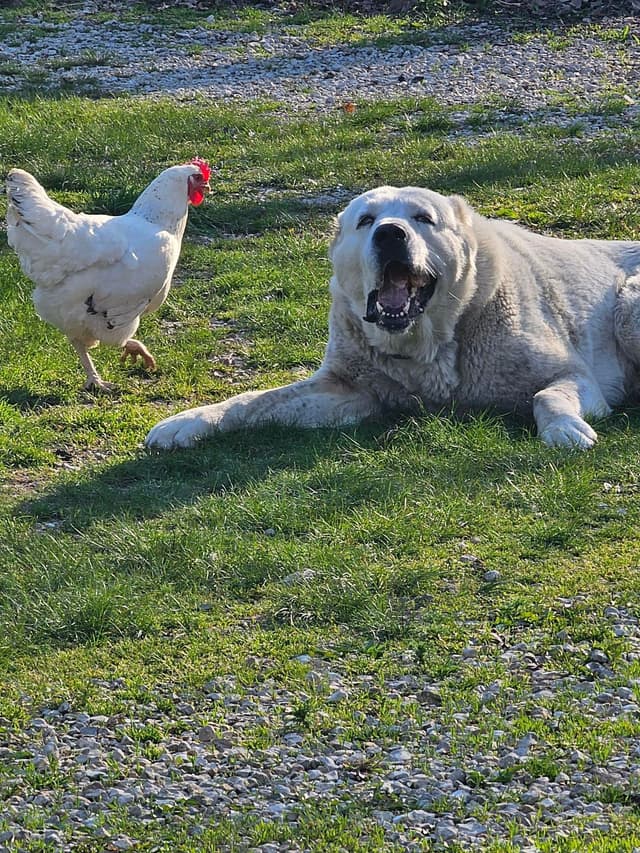 Central Asian Shepherd Dog Puppies media 2