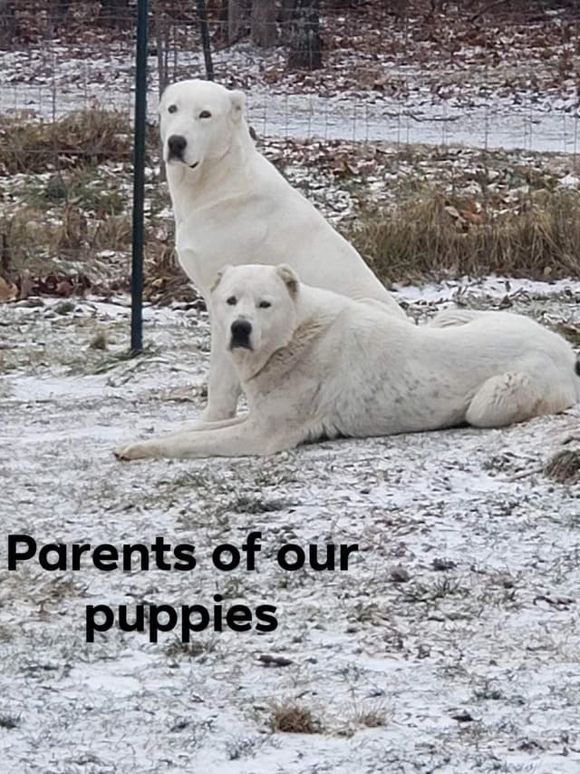 Central Asian Shepherd Dog Puppies media 3