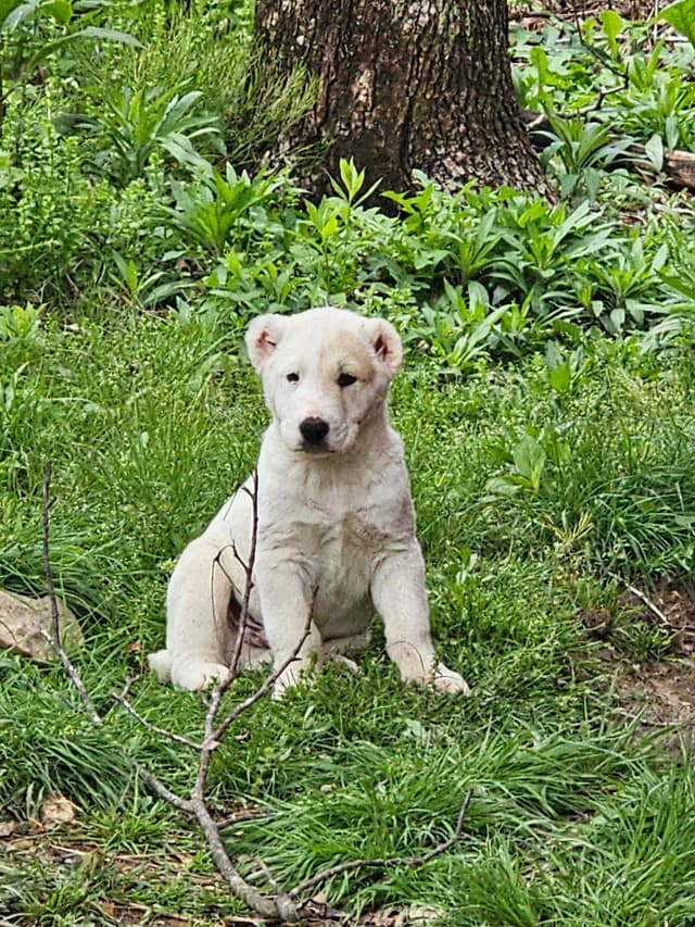 Central Asian Shepherd Dog Puppies media 4