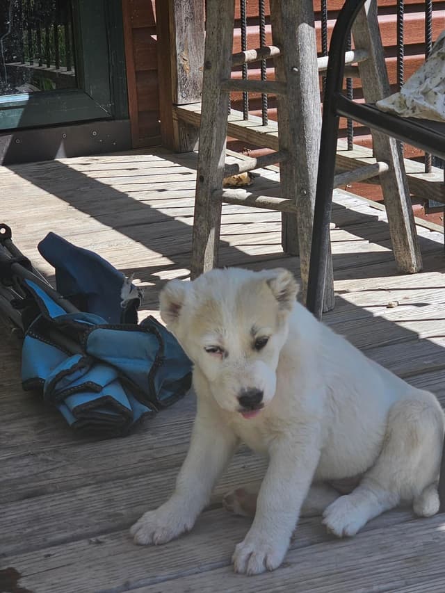 Central Asian Shepherd Dog Puppies media 5