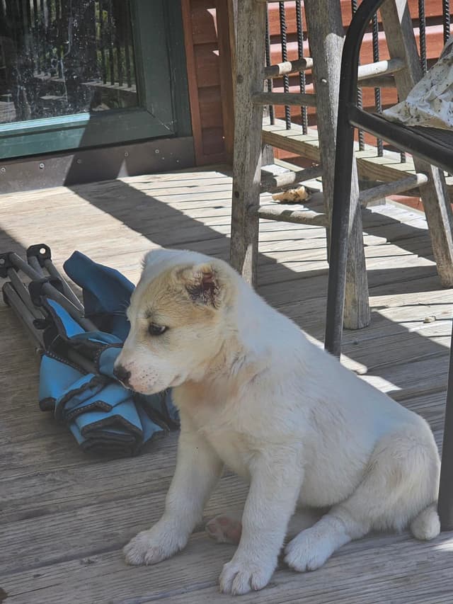Central Asian Shepherd Dog Puppies media 6