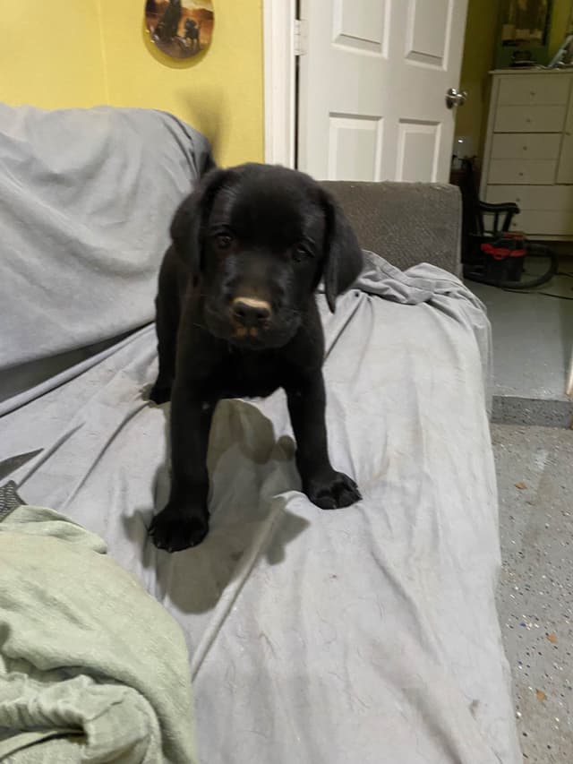 Labrador Retriever Puppies media 2