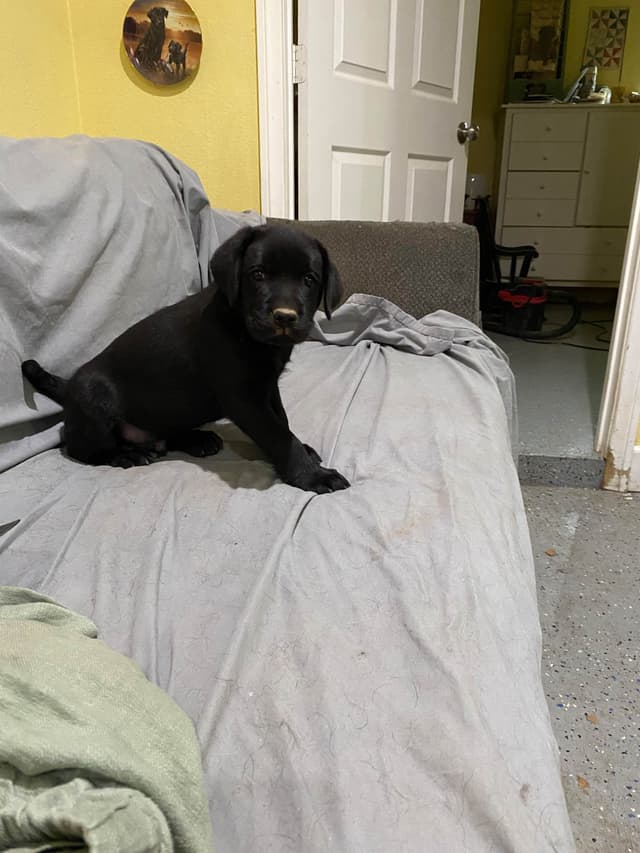 Labrador Retriever Puppies media 3