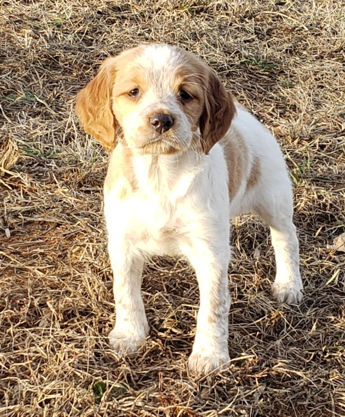 Dual Registered AKC/UKC French Brittany Pups breeder image 16