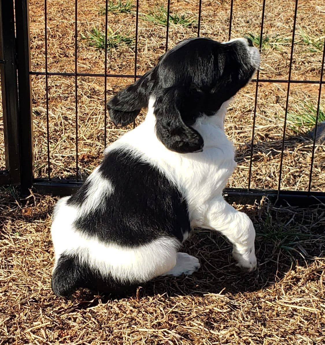 Dual Registered AKC/UKC French Brittany Pups breeder image 17