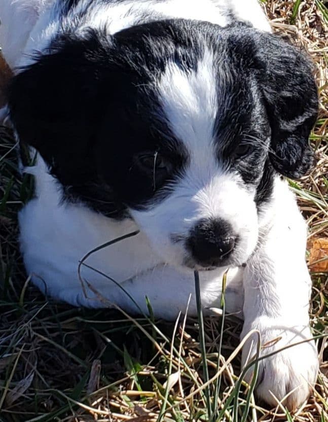Dual Registered AKC/UKC French Brittany Pups breeder image 20