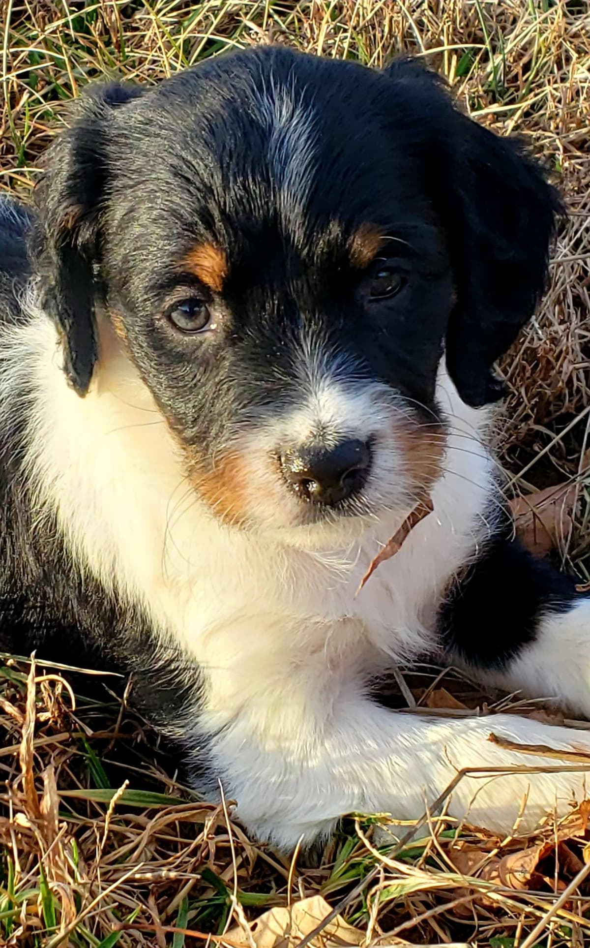Dual Registered AKC/UKC French Brittany Pups breeder image 4