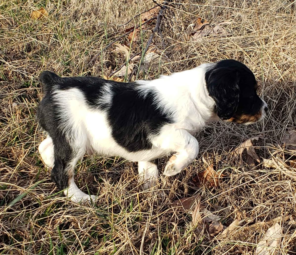 Dual Registered AKC/UKC French Brittany Pups breeder image 22