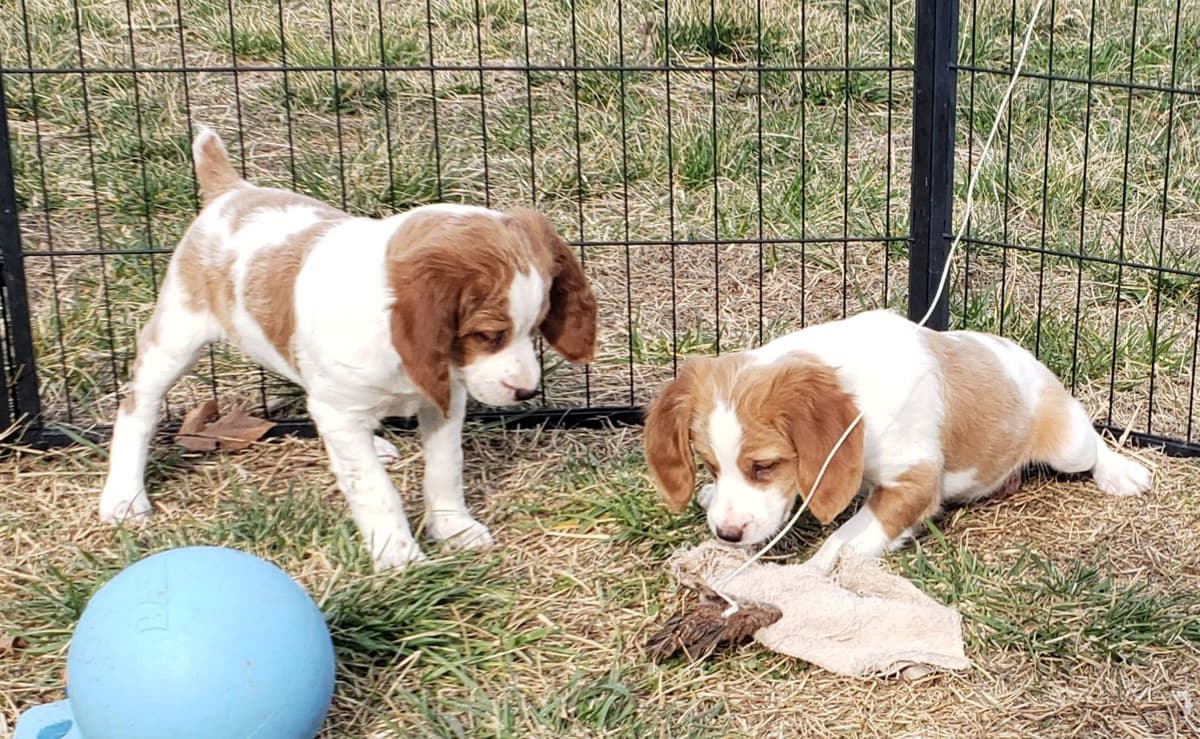 Dual Registered AKC/UKC French Brittany Pups breeder image 23