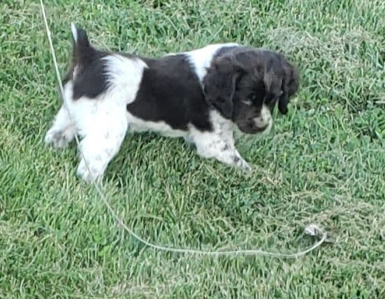 Dual Registered AKC/UKC French Brittany Pups breeder image 19