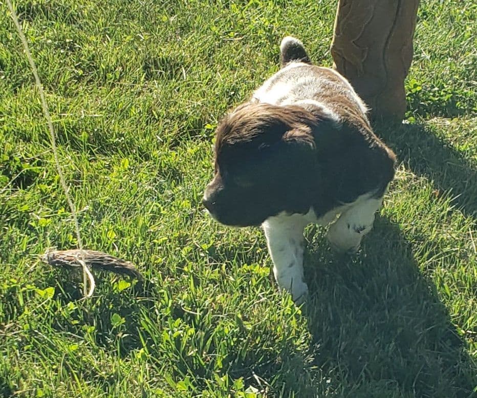 Dual Registered AKC/UKC French Brittany Pups breeder image 9