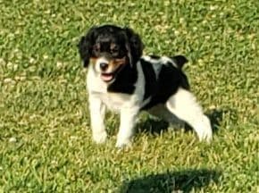 Dual Registered AKC/UKC French Brittany Pups breeder image 25