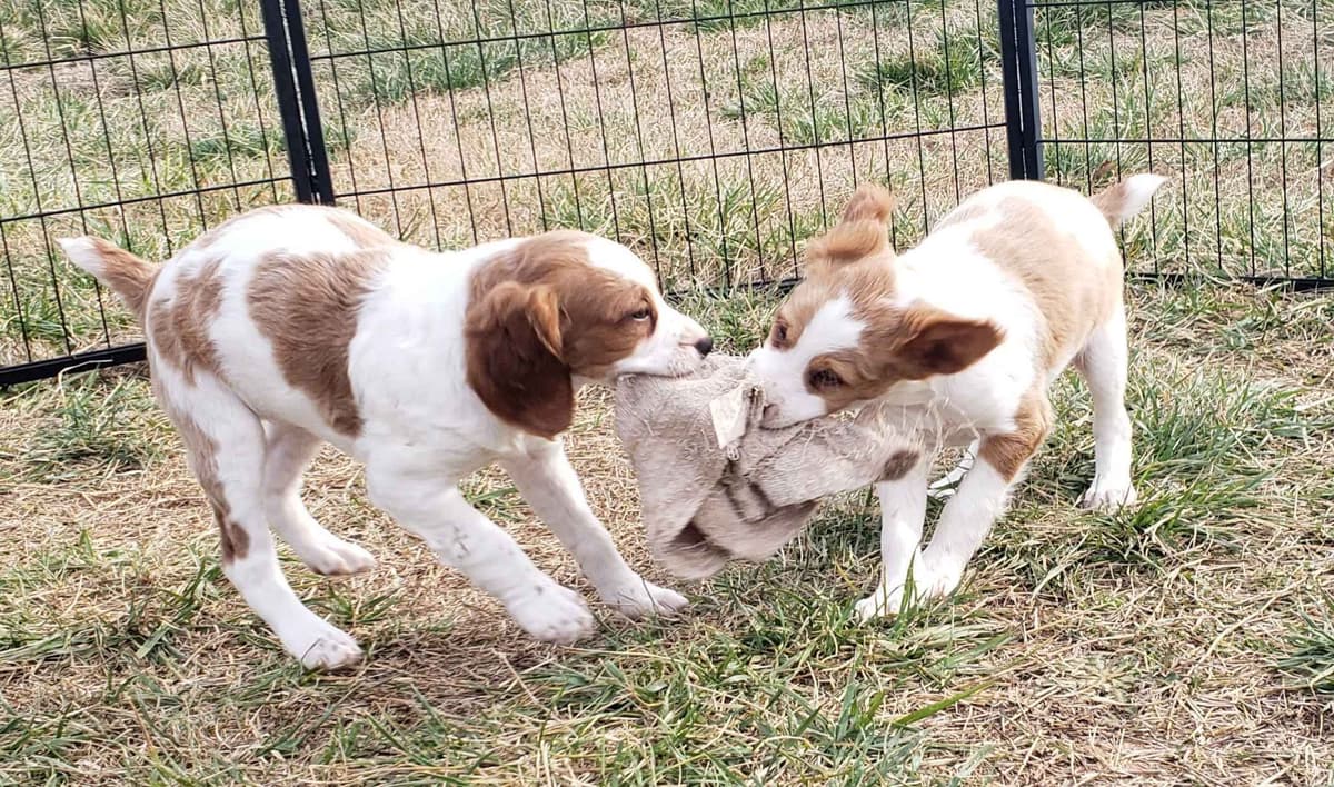Dual Registered AKC/UKC French Brittany Pups breeder image 24