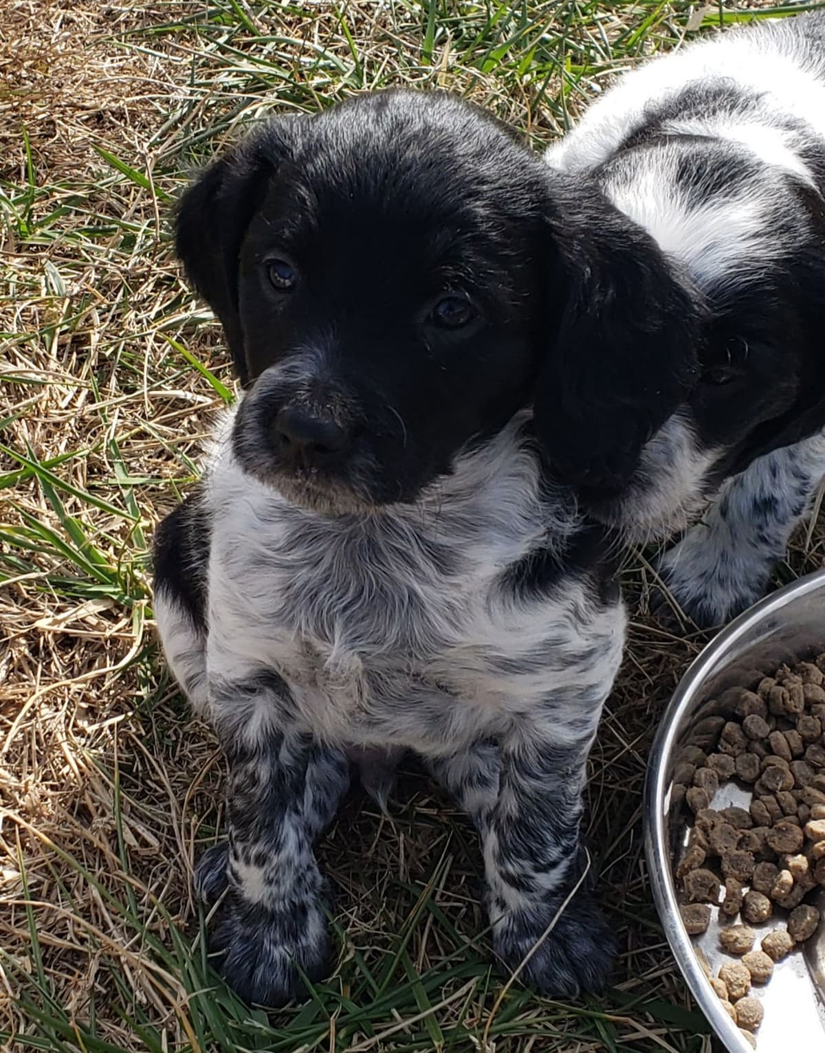 Dual Registered AKC/UKC French Brittany Pups breeder image 7