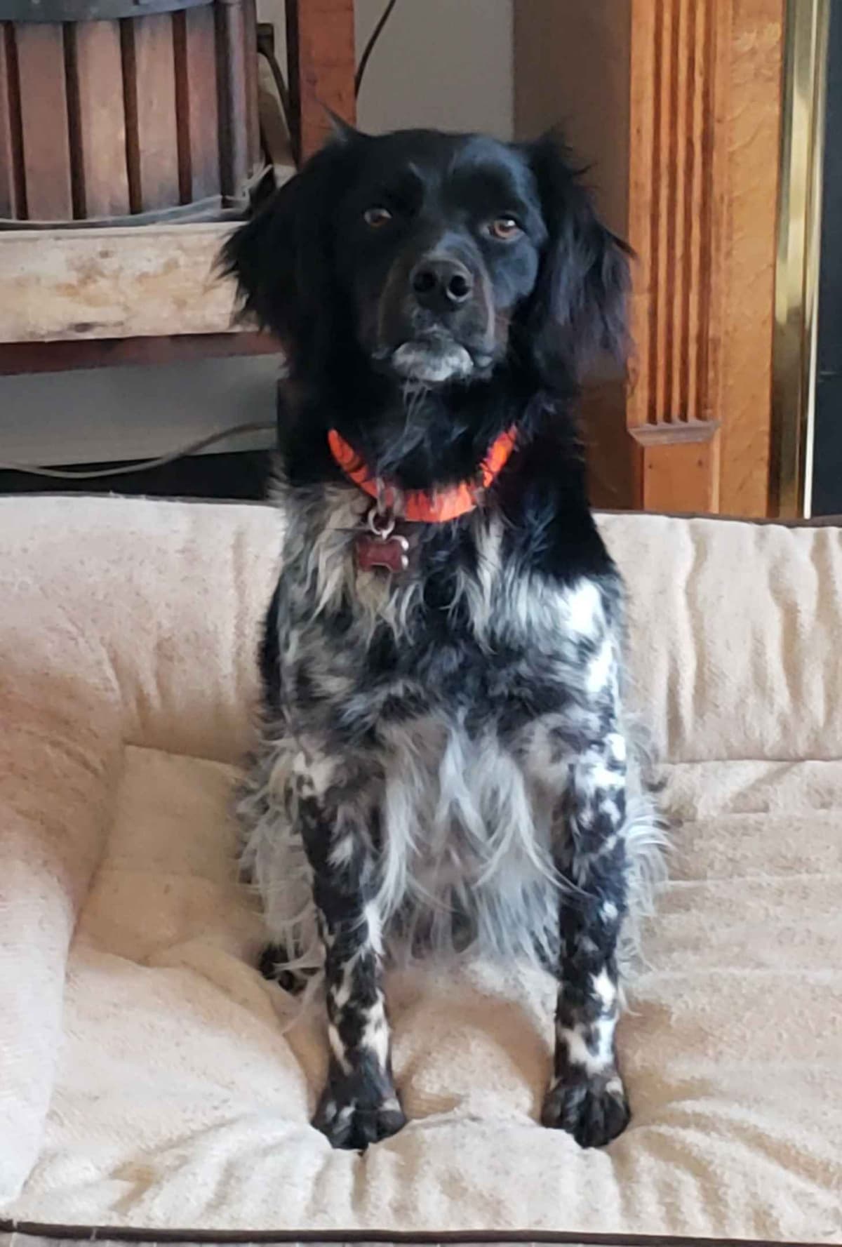 Dual Registered AKC/UKC French Brittany Pups breeder image 14