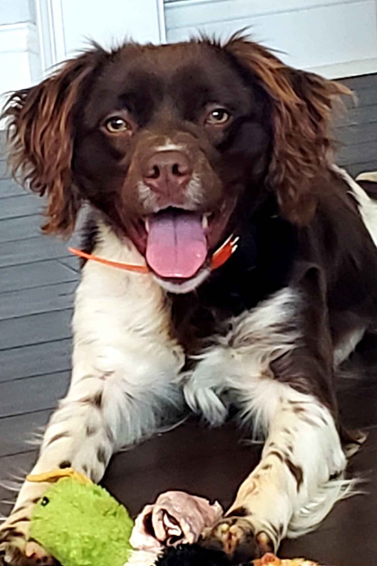 Dual Registered AKC/UKC French Brittany Pups breeder image 8