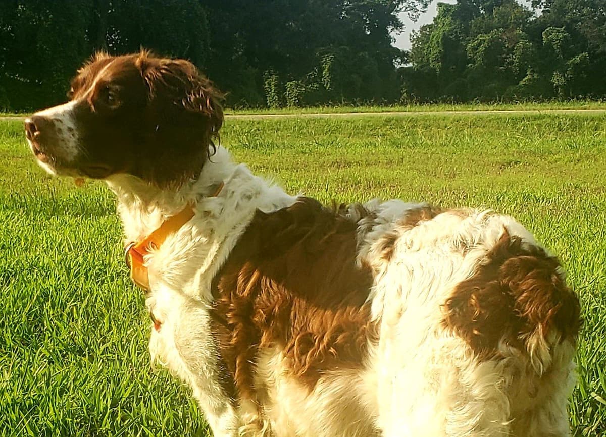 Dual Registered AKC/UKC French Brittany Pups breeder image 13