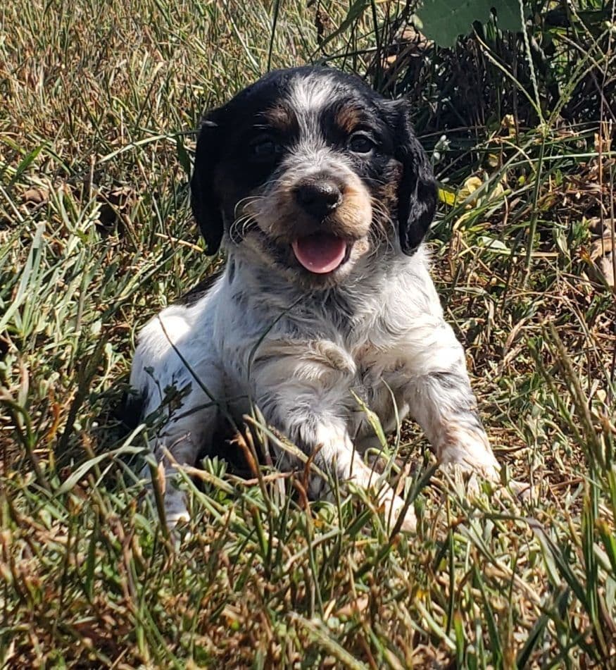 Dual Registered AKC/UKC French Brittany Pups breeder image 26