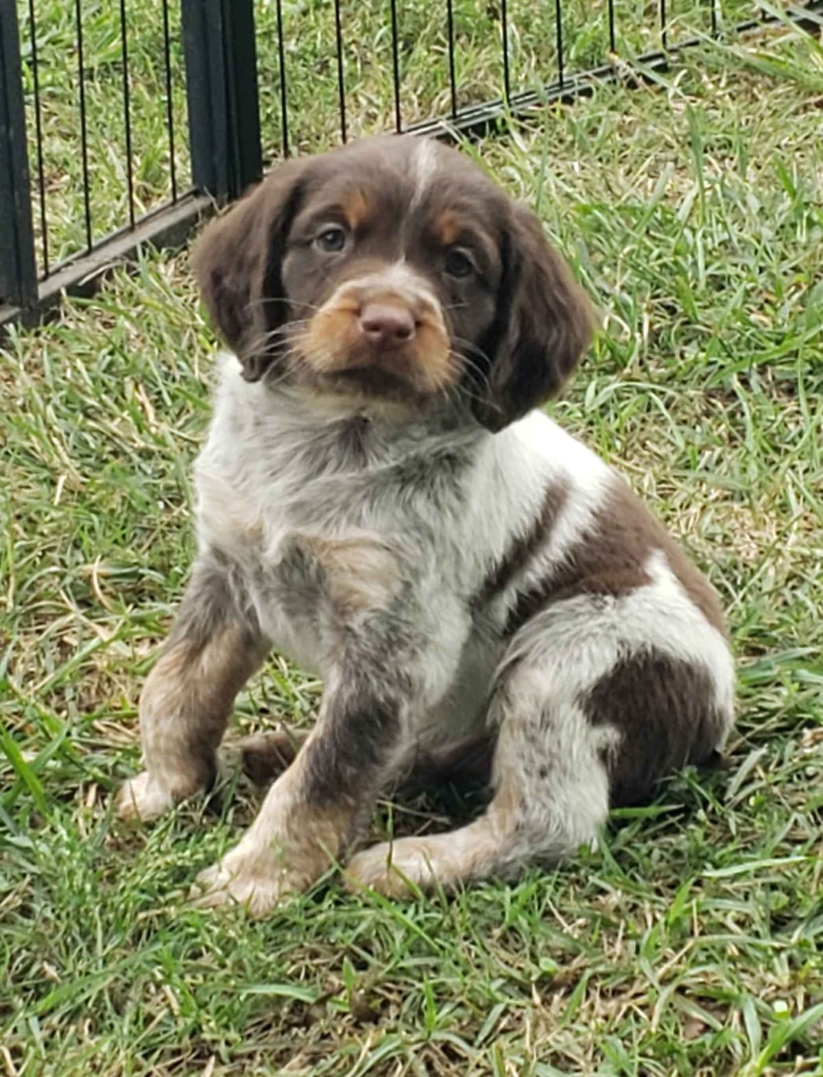 Dual Registered AKC/UKC French Brittany Pups breeder image 15