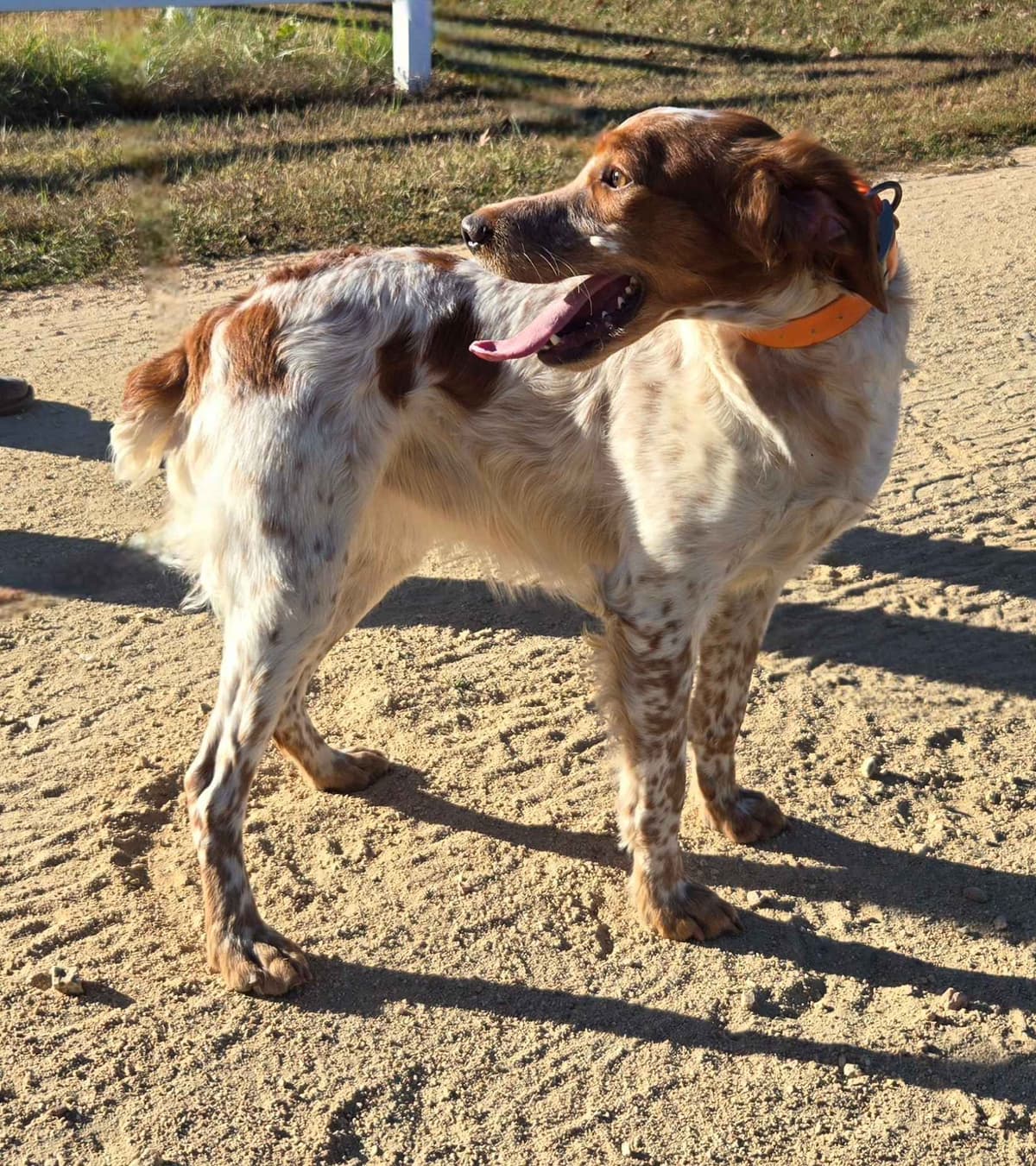 Dual Registered AKC/UKC French Brittany Pups breeder image 12