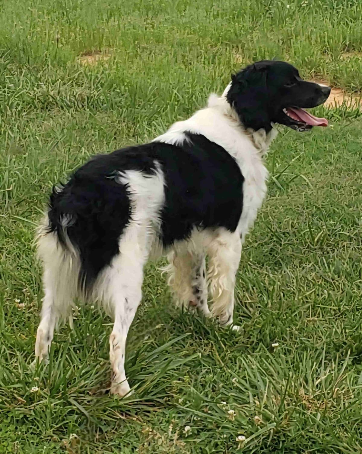 Dual Registered AKC/UKC French Brittany Pups breeder image 5