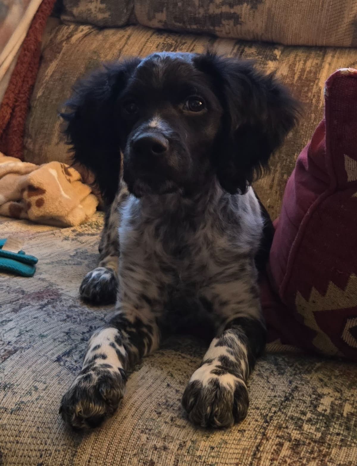 Dual Registered AKC/UKC French Brittany Pups breeder image 27