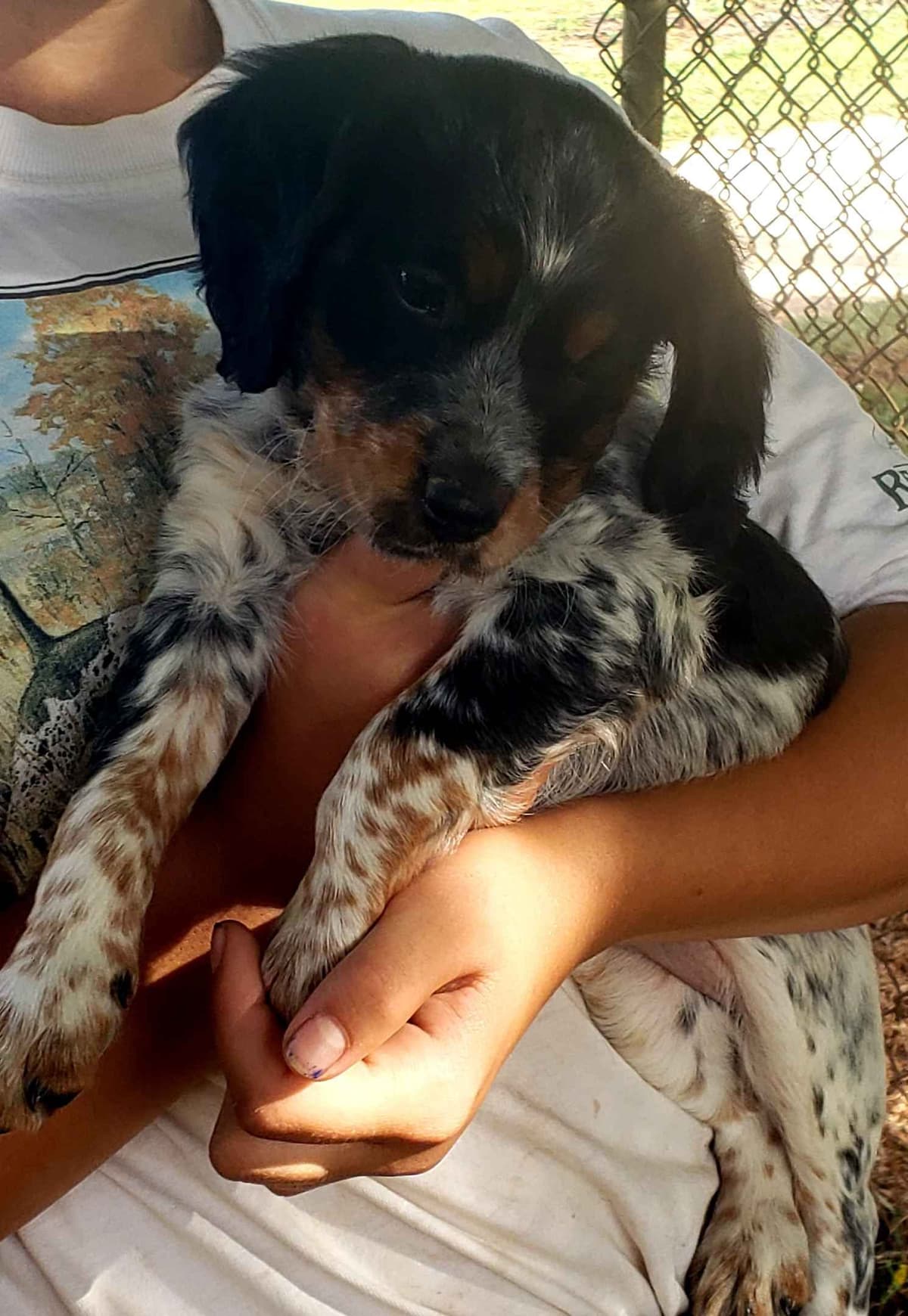 Dual Registered AKC/UKC French Brittany Pups breeder image 28