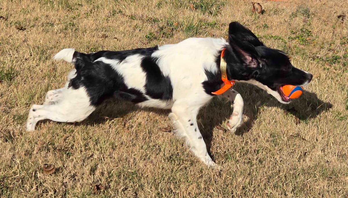 Dual Registered AKC/UKC French Brittany Pups breeder image 29