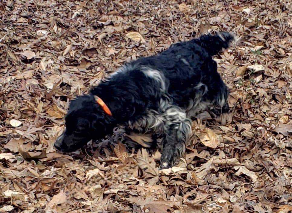 Dual Registered AKC/UKC French Brittany Pups breeder image 6