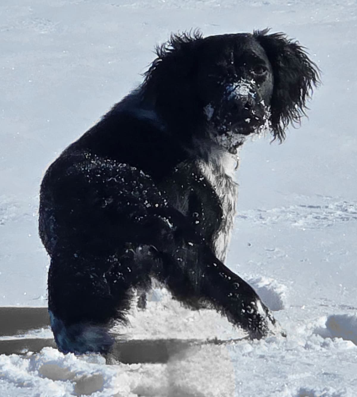 Dual Registered AKC/UKC French Brittany Pups breeder image 30