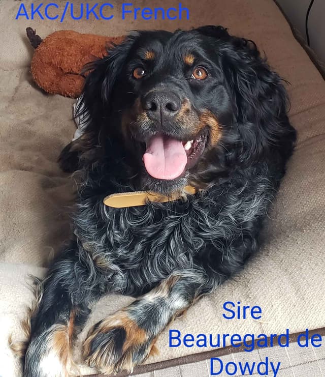 32x NSTRA Nolan's Last Bullet Bred Pups media 9