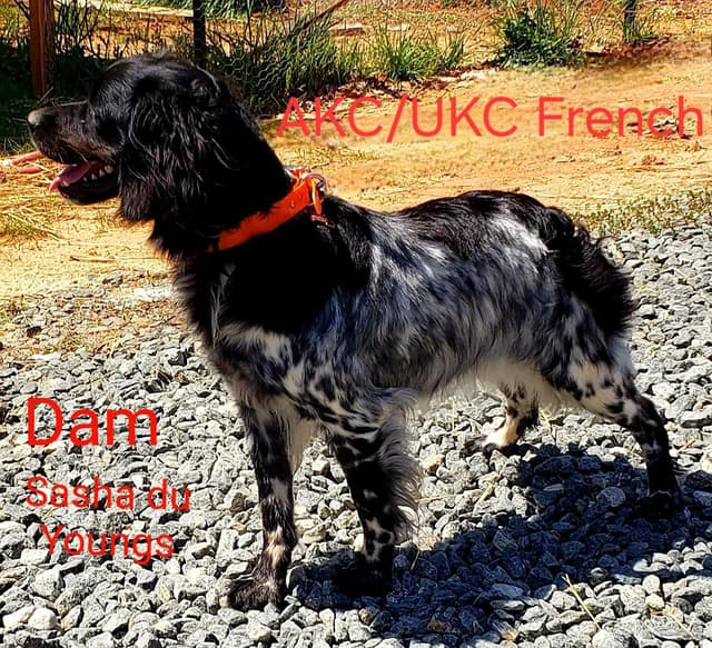 Dual Registered AKC/UKC French Brittany Pups media 6