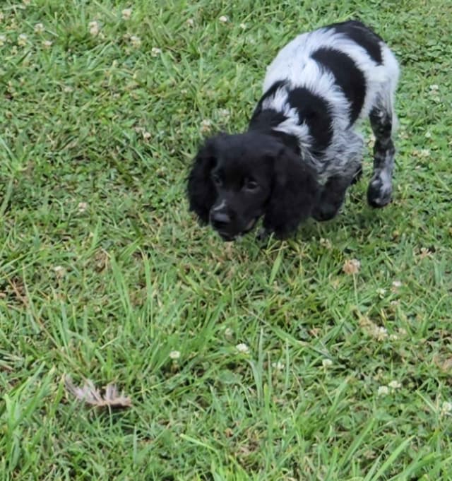 Dual Registered AKC/UKC French Brittany Pups media 2