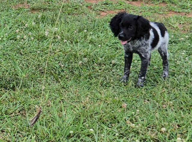 Dual Registered AKC/UKC French Brittany Pups media 3