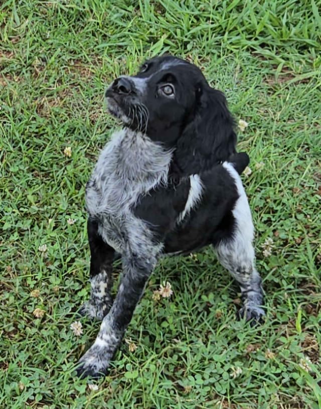 32x NSTRA Nolan's Last Bullet Bred Pups media 5