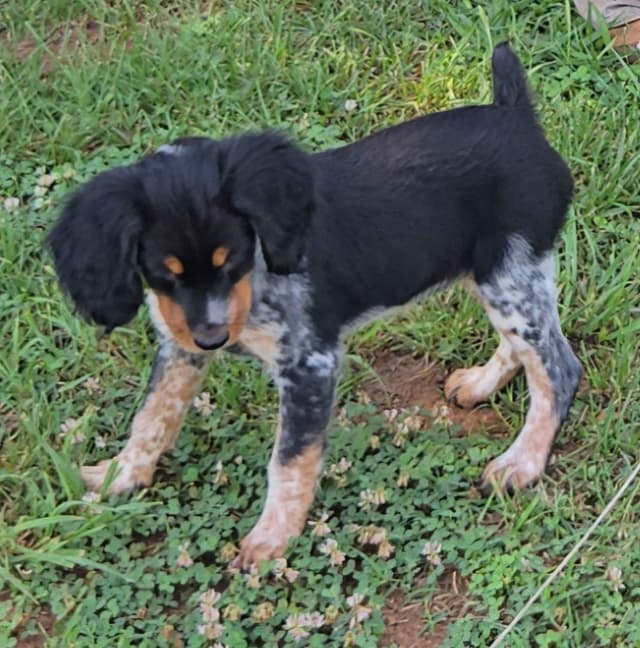 32x NSTRA Nolan's Last Bullet Bred Pups media 3