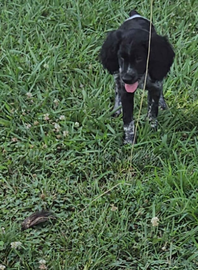 32x NSTRA Nolan's Last Bullet Bred Pups media 6