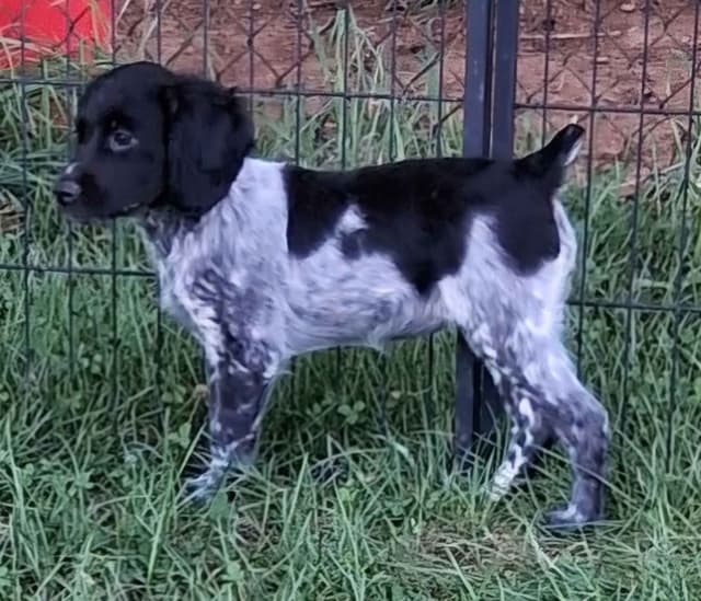 32x NSTRA Nolan's Last Bullet Bred Pups media 7