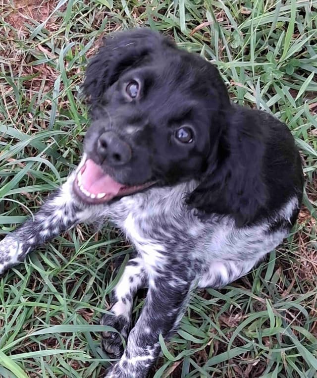 32x NSTRA Nolan's Last Bullet Bred Pups media 8