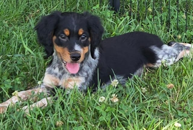 32x NSTRA Nolan's Last Bullet Bred Pups media 4