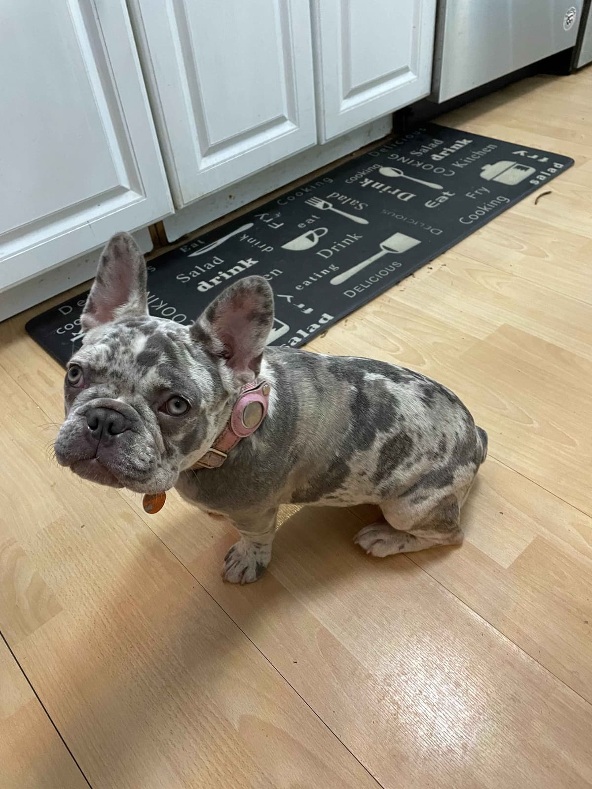 French Bulldog Puppies breeder image 1