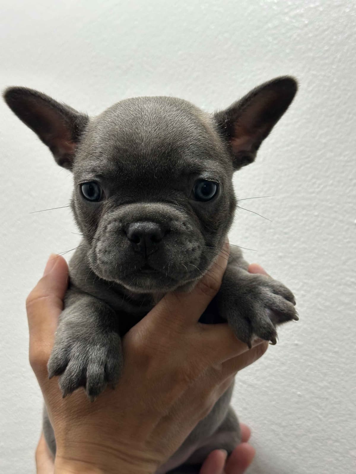 French Bulldog Puppies breeder image 4