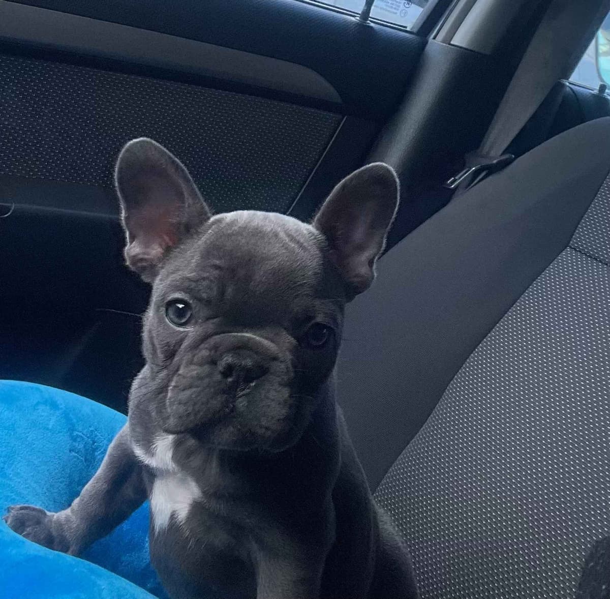 French Bulldog Puppies breeder image 5
