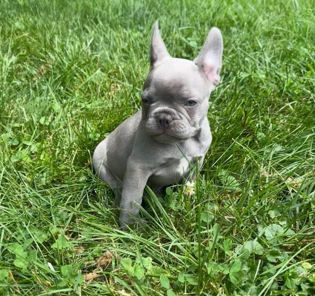 French Bulldog Puppies media 3