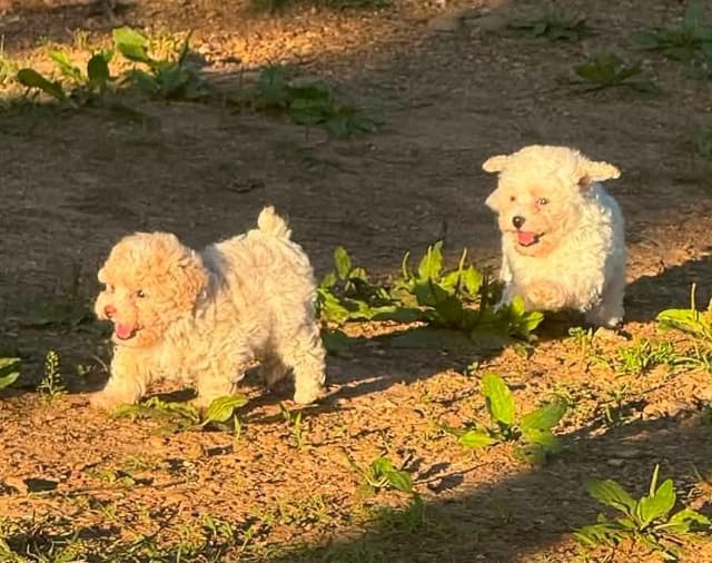 Tinypoos Poodle Puppies media 3