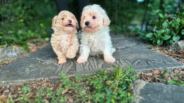 Tinypoos Poodle Puppies media 6